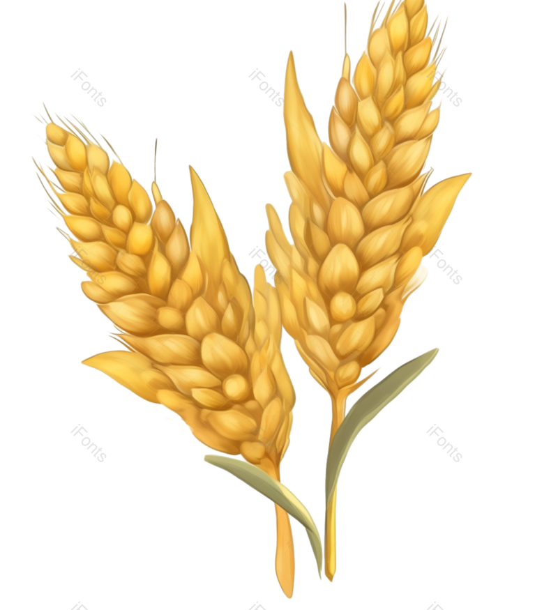 芒种图片,小满元素,麦子PNG,丰收免抠素材